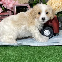 Vipor, a male Cavachon for sale in Seneca Falls, NY – Photo 4 of 5