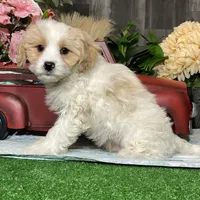 Vipor, a male Cavachon for sale in Seneca Falls, NY – Photo 5 of 5