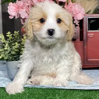Vipor, a male Cavachon for sale in Seneca Falls, NY – Photo 1 of 5