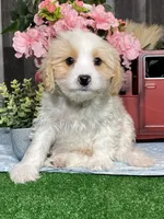 processed/b2119197-3f9a-4f63-9280-386020e49502/listing/bb17eab6-5f4c-42bf-81a5-8edcdb9a212e/6656d8d3-6ab8-4b61-9faa-f81b724bd3ce