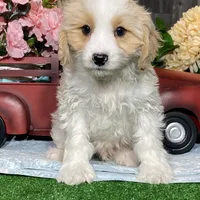 Vipor, a male Cavachon for sale in Seneca Falls, NY – Photo 3 of 5