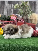 Hiro, a male Havanese for sale in Seneca Falls, NY – 2 of 5
