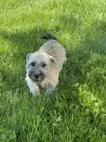 Henry , a male Havanese for sale in Seneca Falls, NY – 3 of 6