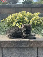 Khloe, a female Miniature Schnauzer for sale in Seneca Falls, NY – 4 of 5