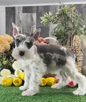 Melody , a female Miniature Schnauzer for sale in Seneca Falls, NY – 2 of 5