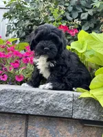 Annabelle, a female Lhasapoo for sale in Seneca Falls, NY – 4 of 5