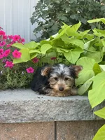 York , a male Yorkshire Terrier for sale in Seneca Falls, NY – 4 of 5