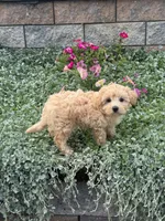 Murphy , a male Maltipoo for sale in Seneca Falls, NY – 6 of 7