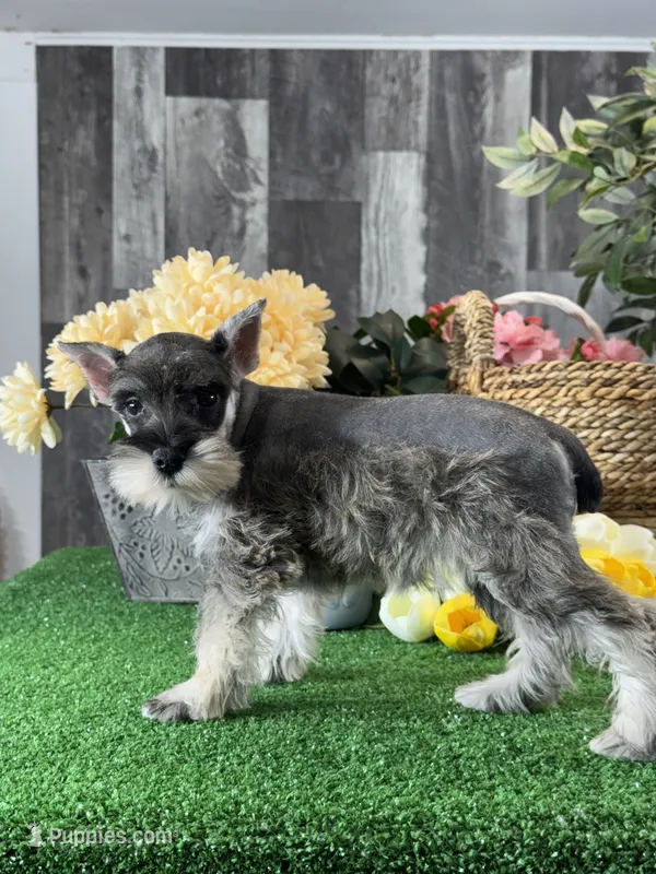 Molly – Miniature Schnauzer puppy for sale in Seneca Falls, NY