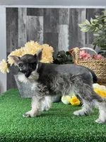 Molly, a female Miniature Schnauzer for sale in Seneca Falls, NY – 1 of 5