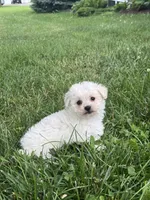 Bear, a male Bichpoo for sale in Seneca Falls, NY – 3 of 5