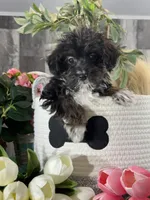 Oliver, a male Yorkipoo for sale in Seneca Falls, NY – 4 of 5