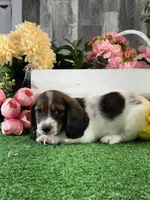 Dominic, a male Miniature Dachshund for sale in Seneca Falls, NY – 3 of 5