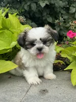 Smokey , a male Shih Tzu for sale in Seneca Falls, NY – 1 of 5