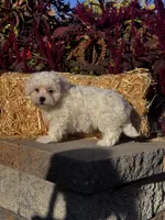 Cinnamon , a female Coton de Tulear for sale in Seneca Falls, NY – 6 of 6