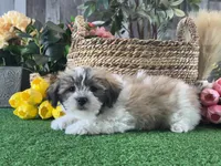 Lucky , a male Bichon Frise and Lhasa Apso for sale in Seneca Falls, NY – 2 of 5