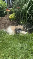 June, a female Bichon Frise and Shih Tzu for sale in Seneca Falls, NY – 3 of 5