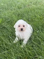 Bear, a male Bichpoo for sale in Seneca Falls, NY – 5 of 5