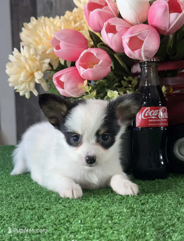 Robin – Papillon puppy for sale in Seneca Falls, NY