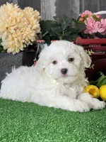 Howie, a male Havanese for sale in Seneca Falls, NY – 1 of 5