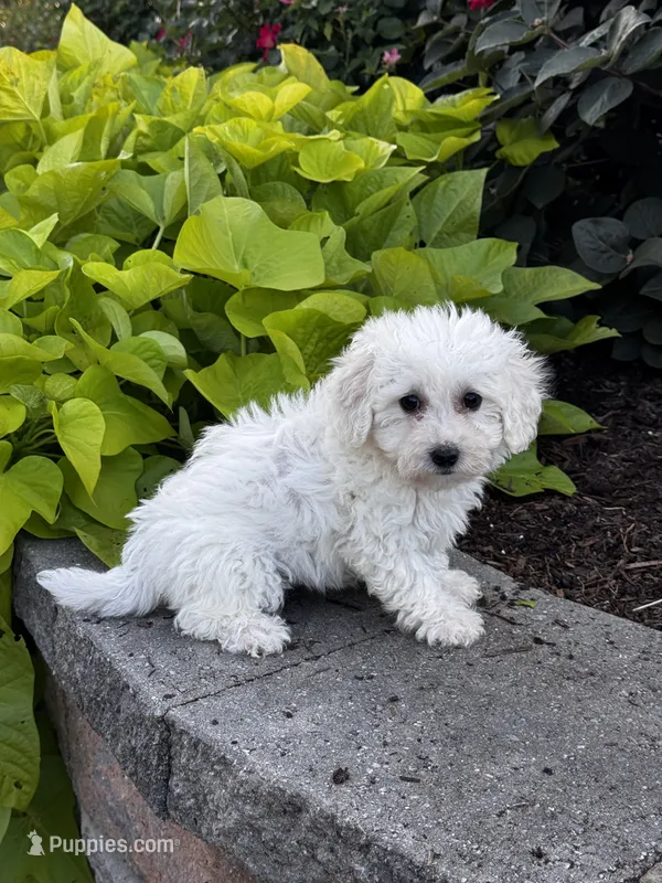 Bonnie  – Bichon Frise puppy for sale in Seneca Falls, NY
