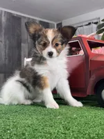 Reba , a female Papillon for sale in Seneca Falls, NY – Photo 4 of 5