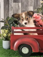 Reba , a female Papillon for sale in Seneca Falls, NY – Photo 3 of 5