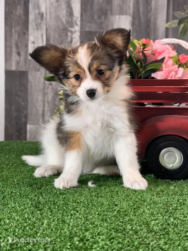 Reba  – Papillon puppy for sale in Seneca Falls, NY