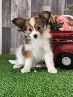 Reba , a female Papillon for sale in Seneca Falls, NY – Photo 1 of 5