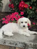 Labanon, a male Lhasa Apso and Coton de Tulear for sale in Seneca Falls, NY – 2 of 7