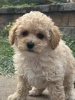 Piper, a male Poodle - Toy  for sale in Seneca Falls, NY – 2 of 5