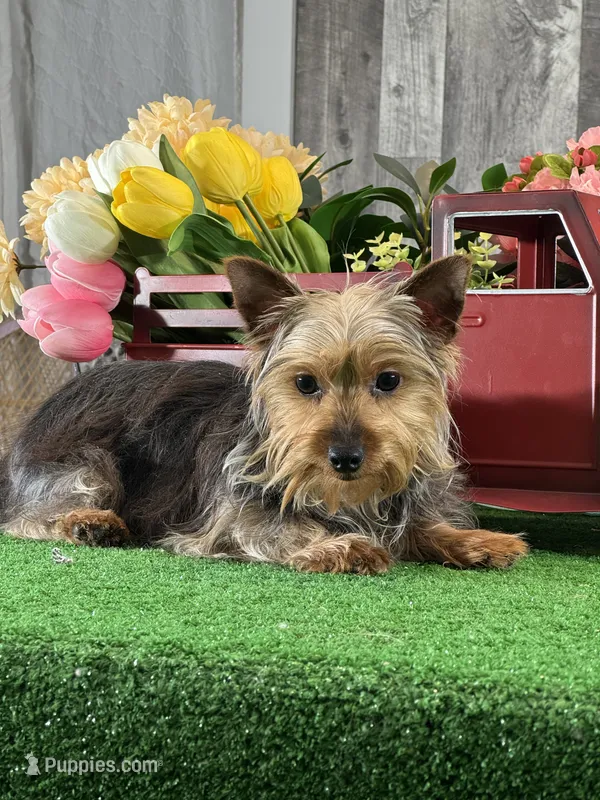Yuri – Yorkshire Terrier puppy for sale in Seneca Falls, NY