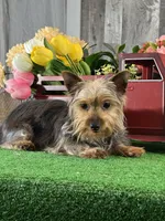 Yuri, a male Yorkshire Terrier for sale in Seneca Falls, NY – 1 of 4