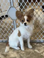 Champion line Rusty , a male Papillon for sale in Seneca Falls, NY – 2 of 10