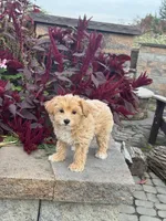Muffin, a female Maltipoo for sale in Seneca Falls, NY – 2 of 7