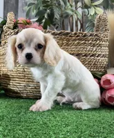 Echo, a male Cavalier King Charles Spaniel for sale in Seneca Falls, NY – Photo 2 of 5