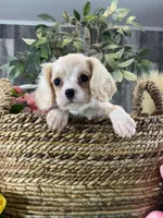 Echo, a male Cavalier King Charles Spaniel for sale in Seneca Falls, NY – Photo 3 of 5