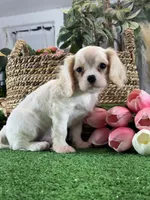 Echo, a male Cavalier King Charles Spaniel for sale in Seneca Falls, NY – Photo 5 of 5