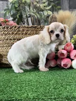 Echo, a male Cavalier King Charles Spaniel for sale in Seneca Falls, NY – Photo 4 of 5