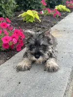 Mc. Donald , a male Miniature Schnauzer for sale in Seneca Falls, NY – 3 of 5
