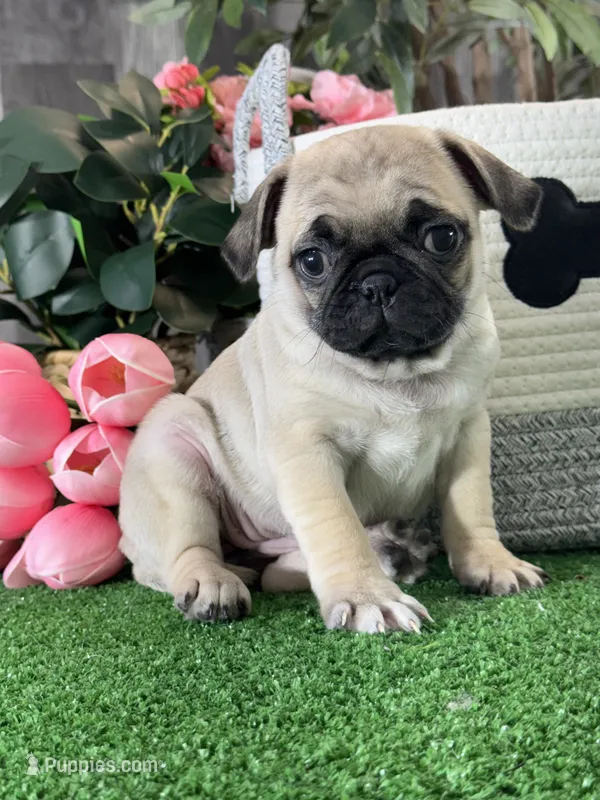 Peggy , a female Pug for sale in Seneca Falls, NY – 1 of 5