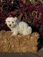 Chippy, a male Coton de Tulear for sale in Seneca Falls, NY – 3 of 6