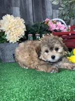 Hero, a male Havanese for sale in Seneca Falls, NY – 5 of 7