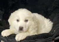 Gloria , a female Great Pyrenees for sale in Seneca Falls, NY – Photo 3 of 5