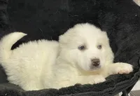 Gloria , a female Great Pyrenees for sale in Seneca Falls, NY – Photo 4 of 5