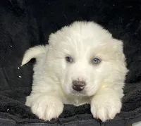 Gloria , a female Great Pyrenees for sale in Seneca Falls, NY – Photo 2 of 5