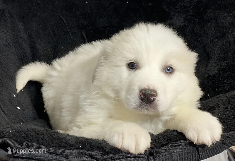 Gloria  – Great Pyrenees puppy for sale in Seneca Falls, NY