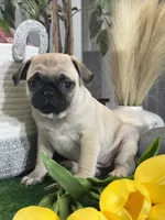 Peggy , a female Pug for sale in Seneca Falls, NY – 4 of 5