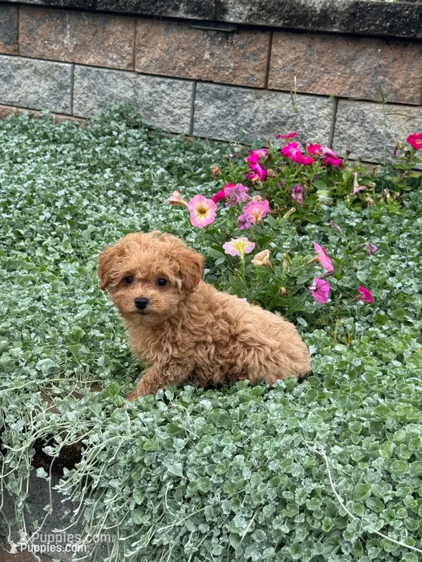 Preston, a male Poodle - Toy  for sale in Seneca Falls, NY – 1 of 7