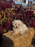Cinnamon , a female Coton de Tulear for sale in Seneca Falls, NY – 3 of 6